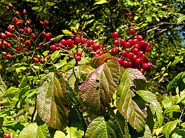 the ripe fruit